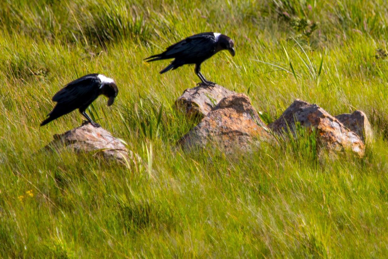 Greenfire Drakensberg Lodge Bonjaneni Dış mekan fotoğraf